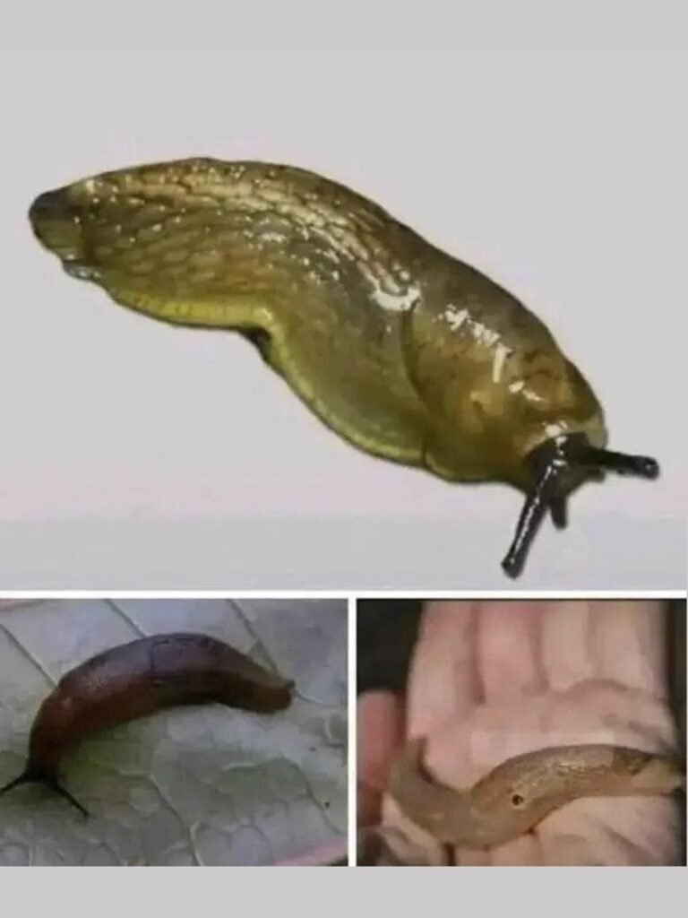What It Really Means When a Slug Enters Your Home – More Than Just a Slimy Surprise